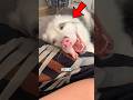 Dieser Hund SCHOCKIERT ALLE😱#shorts