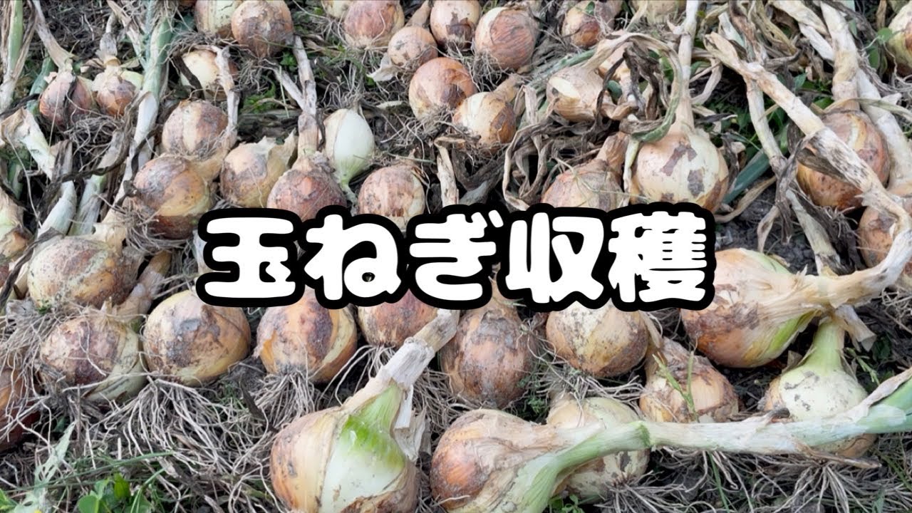 Onion Cultivation] It's Fun Because It's Difficult - YouTube