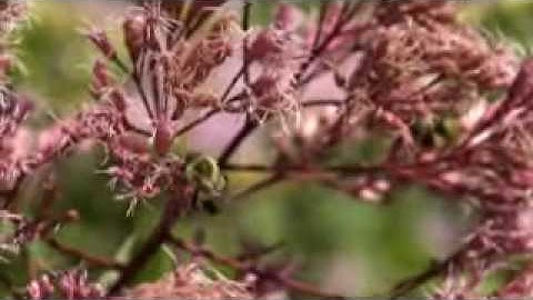 Pollinators (60 seconds)