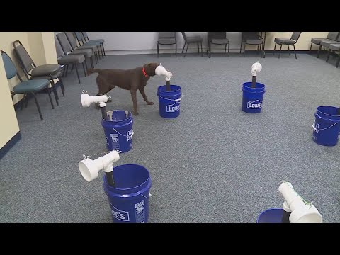 Dogs sniffing out COVID-19 in Hampton Roads may one day help stop the spread