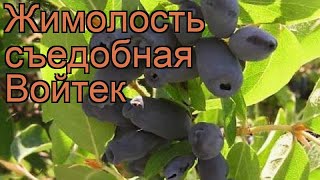 Жимолость съедобная Войтек (lonicera edulis voitek) 🌿 обзор: как сажать, саженцы жимолости Войтек