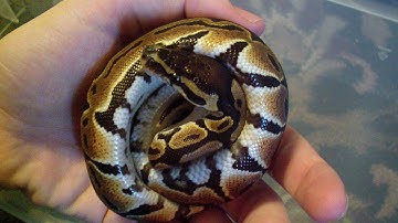 Dinker Ball Python