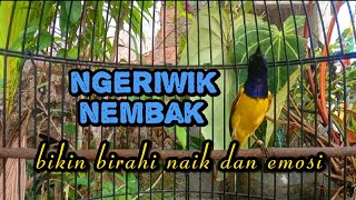 PANCINGAN PENDONGKRAK BIRAHI DAN EMOSI LANGSUNG GACOR‼️ #sogon #sogongacor #sogonmania 