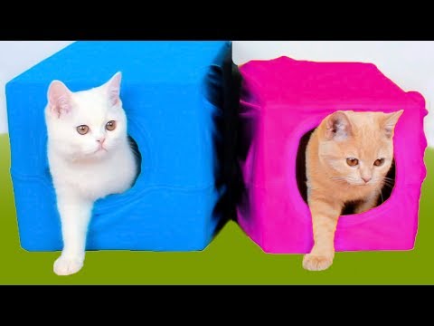10 Ideias Para Os Donos De Gato