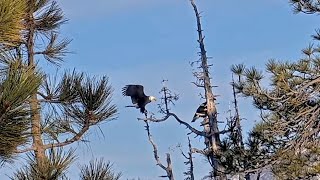 April 17, 2024 Three avian visitors; Jackie & Shadow on CS at sunset