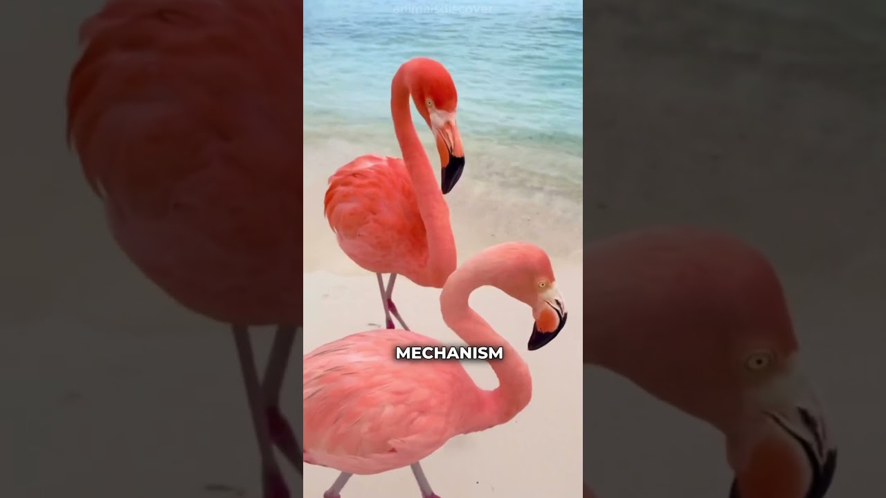 This is how Flamingos feed their babies 