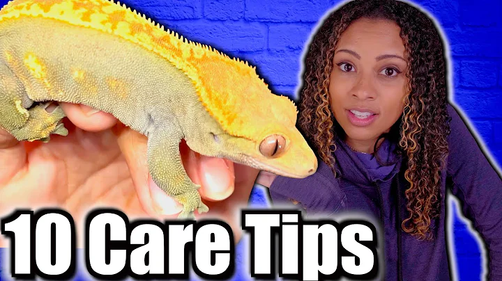10 Things To Know BEFORE You Get A Crested Gecko