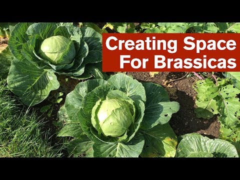 Creating Space For Brassicas