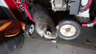 Raccoon in my garage.