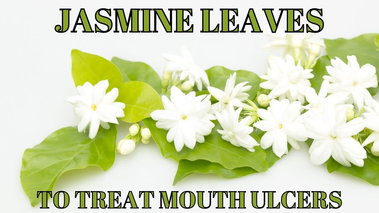 Jasmine - Chameli: Benefits, Remedies, Research, Effects, Remedies