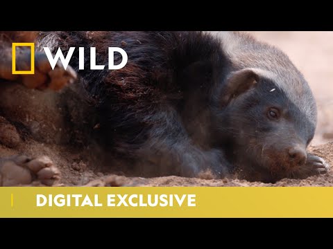 Video: Honey badger is a predator animal. Description of the type and behavior