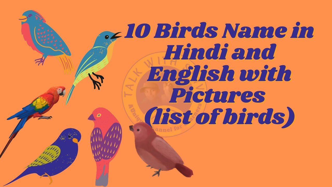 Birds in English. Birds names. Names of Birds in English.