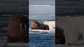Walruses hold their own against Polar Bears