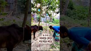 আমারে কেরে শয়তানে লারে🐸| What is the situation with two cows?🤣| #viral #funny #shorts #trending |