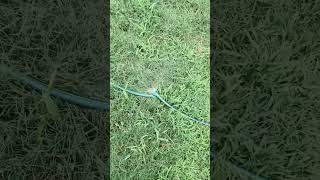 Episode three thousand ninety seven is sprung a leak in old hose.