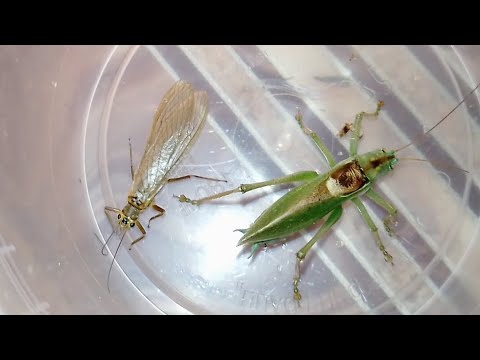 Реакция кузнечиков на веснянку (Katydids vs Stonefly).