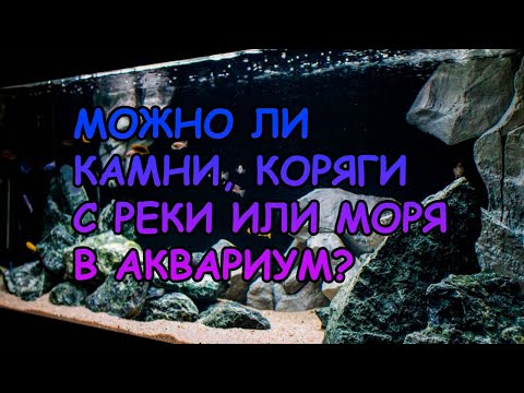 МОЖНО ЛИ КАМНИ ИЛИ КОРЯГИ С МОРЯ ИЛИ РЕКИ ЛОЖИТЬ В АКВАРИУМ? КАК ОБРАБОТАТЬ? #АКВАМЕН #АНТИЛОПУХ