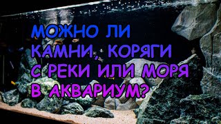 МОЖНО ЛИ КАМНИ ИЛИ КОРЯГИ С МОРЯ ИЛИ РЕКИ ЛОЖИТЬ В АКВАРИУМ? КАК ОБРАБОТАТЬ? #АКВАМЕН #АНТИЛОПУХ