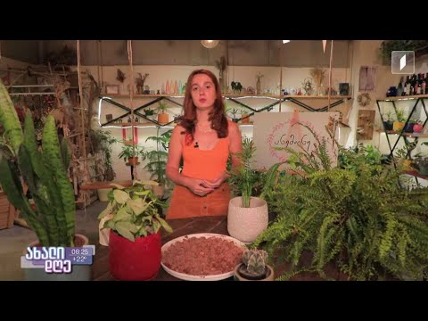 როგორ მოვუაროთ მცენარეებს ზაფხულში - ანი არველაძის რჩევები