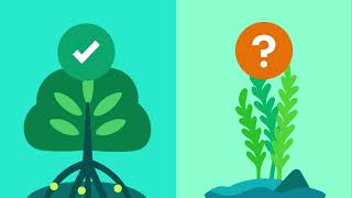 How do kelp forests sequester carbon?