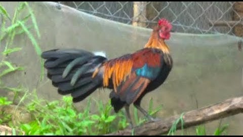 saib qaib qus txuam 1 zoo nraug heev