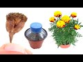 شاهد كيف يتم زراعة ازهار القطيفة Marigold Cultivation