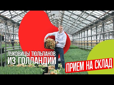 Луковицы тюльпанов из