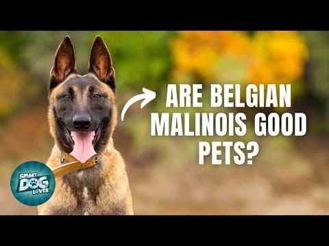 Video: 5 Perkara yang Anda Tidak Tahu Mengenai Belgian Malinois