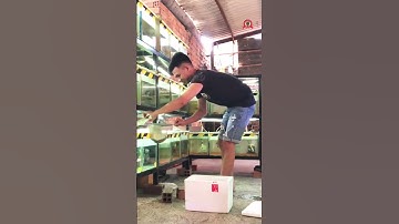 Khui keo form cá lóc trong keo 10 lít