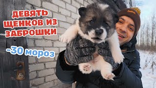 Щенки родились в заброшке в -30. Их маму выкинули беременную.