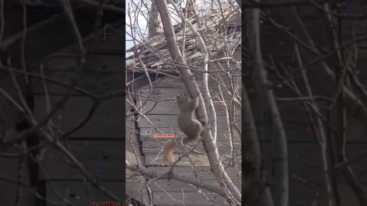 A walk to Remember, A Squirrel Surprise 🇨🇦 @LoveuAshraf  