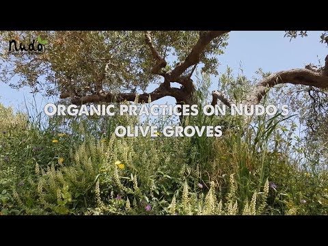 Nudo Adopt | The impact of organic farming practices on olive groves