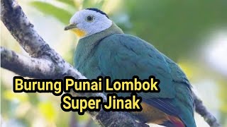 Burung Punai Lokal Lombok| Super Jinak Dan Mental