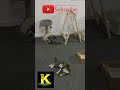 Kittens   subscribe @RMK