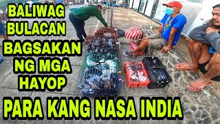 BAGSAKAN NG MGA HAYOP SA BALIWAG BULACAN