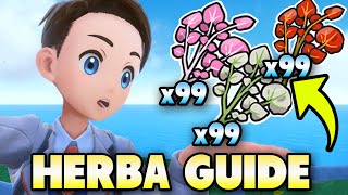 BEST HERBA MYSTICA FARMING GUIDE For Pokemon Scarlet & Violet