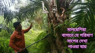 মালয়েশিয়া পামওয়েল বাগানে কাজ করার সময় যে পরিমাণ সাপের দেখা পাওয়া যায় তা জানলে আপনি অবাক হবেন।