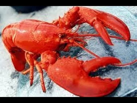 HOW TO COOK THE PERFECK  LOBSTER CLEANİNG MASTER CHEF