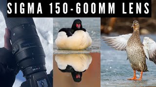 Sigma 150-600mm Contemporary Lens Review | Wildlife & Bird Photography