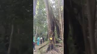 Download Lagu POHON MENYATU,LOKASI TALAGA MANGGUNG SITU SANGIANG,MAJALENGKA MP3