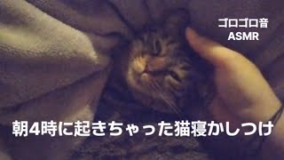 【ASMR】ゴロゴロ言いながら寝かしつけられる猫