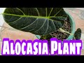 Black velvet alocasia plant broker nolyn andrade blackvelvet alocasia