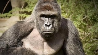 Police investigate boy's parents in Cincinnati gorilla's death