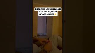 У кого также? #приколы #смешныевидео #животные