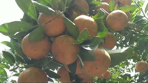 @ TRÊN ĐƯỜNG ĐẾN ĐIỆN NHÀN VÂN NÚI CẤM GHÉ VƯỜN QUÝT SAI TRĨU QUẢ