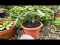 Bealtaine cottage  container gardening secrets of success