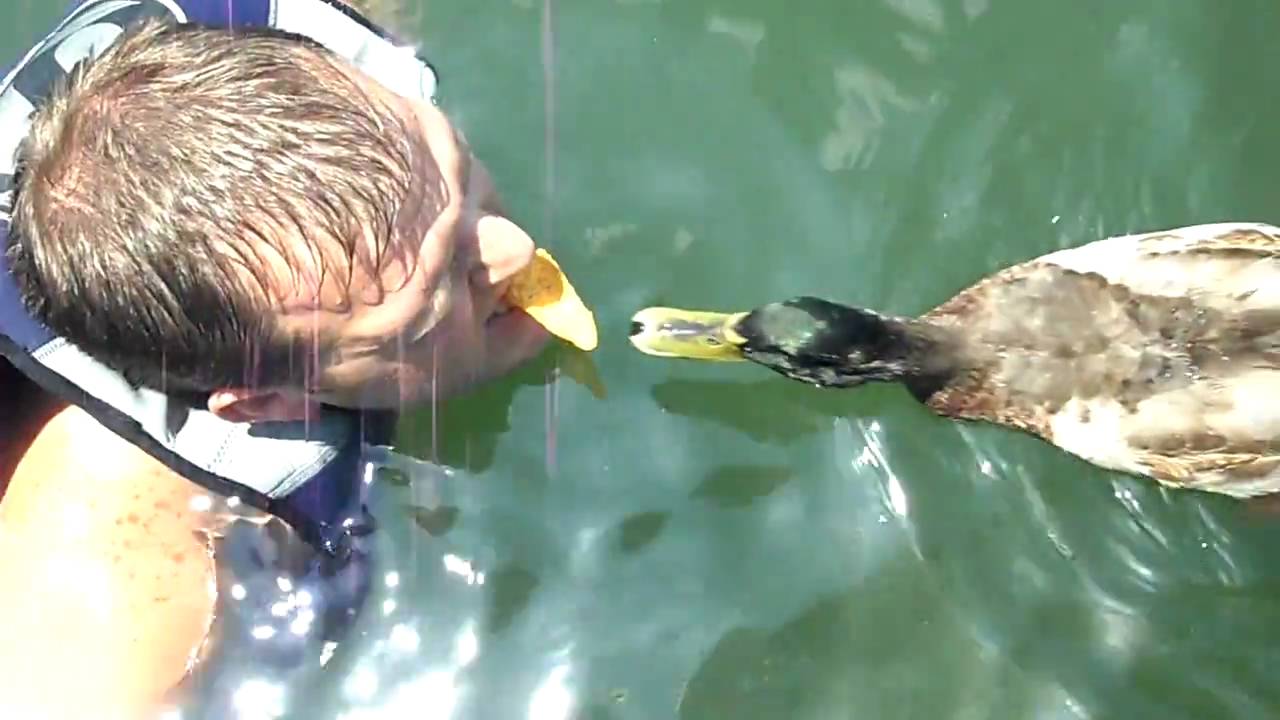 Duck steals dorrito right out of my mouth!!!!!!!!!!! YouTube