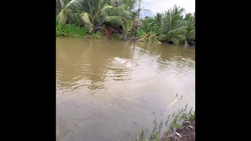 Quá phê khi đụng con cá khủng #chitoanfishing #shorts