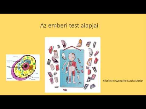 Videó: Az Emberi Test Alapjai