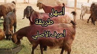 ازاي أعرف الماعز الشامي الاصلي؟